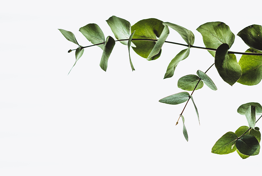 //www.branduo.co/wp-content/uploads/2021/04/Leaf.jpg